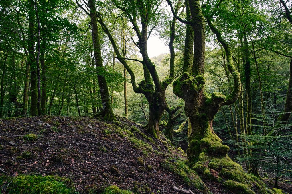 Lush forest with ancient oak trees